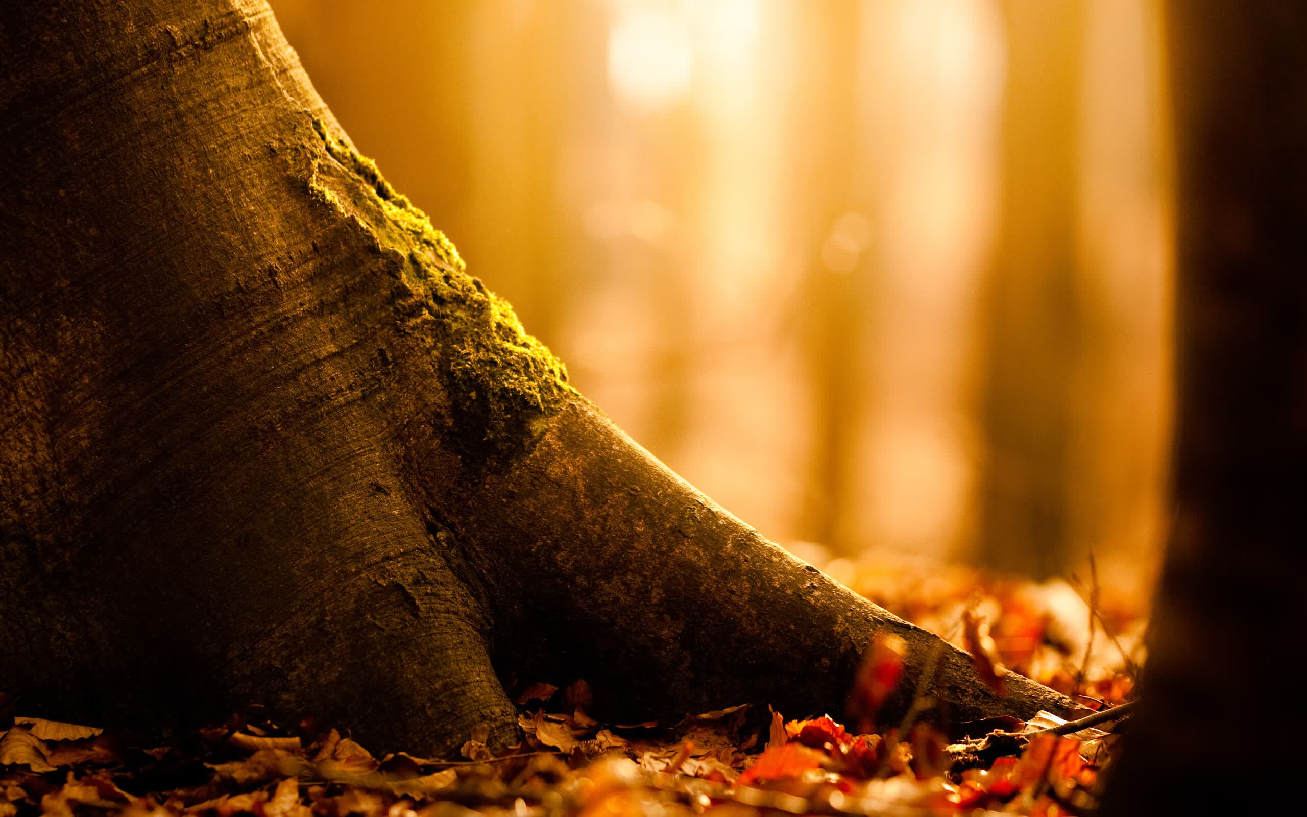 世界短跑社区赛季城市联动第43批承办单位招募启动，短跑世界排名最新排名